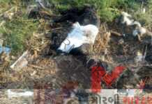 માળીયા મિંયાણાના ફતેપર ગામની સીમમા વાડીમા બે બકરાનુ દીપડાએ મારણ કરતા ગ્રામજનોમા ફફડાટ ફેલાયો