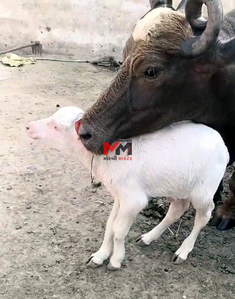 માળીયા મિંયાણાના કાજરડા ગામે કાળી ભેસે સફેદ પાડાને જન્મ આપતા લોકોના ટોળા જોવા માટે ઉમટી પડયામાળીયા મિંયાણાના કાજરડા ગામે હનીફભાઈ ઉમરભાઈ ભટીના ધેર આઠમના દિવસે બ્લેક ભેસે વાઈટ પાડાને જન્મ આપતા લોકોને આશ્ર્ચર્ચ લાગ્યુ